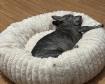 Un Cairn Terrier allongé sur un panier pour chien