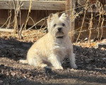 Un Cairn Terrier assis et portant un collier autour du cou