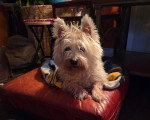 Un Cairn Terrier allongé sur un fauteuil