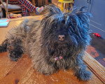Un Cairn Terrier allongé sur une table