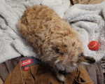 Un Cairn Terrier allongé et semblant dormir