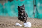 Un Cairn Terrier courant sur un terrain herbeux