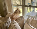 Un Cairn Terrier assis sur un coussin