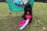 Un Cairn Terrier assis sur une pelouse verte