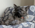 Un Cairn Terrier allongé sur un canapé et portant un collier autour du cou