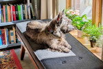 Un Cairn Terrier allongé sur un canapé et portant un collier autour du cou