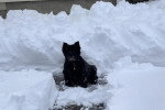Un Cairn Terrier assis dans la neige
