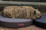 Un Cairn Terrier allongé et semblant dormir