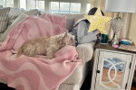 Un Cairn Terrier allongé sur un canapé
