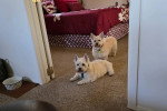 Deux Cairn Terrier sur une moquette