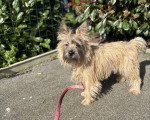 Un Cairn Terrier portant un collier autour du cou et regardant vers la caméra