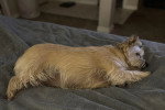 Un Cairn Terrier allongé sur un lit