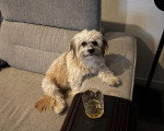Un Cairn Terrier assis sur un canapé