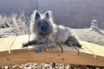 Un Cairn Terrier allongé sur un ponton