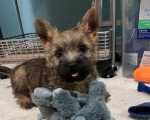 Un Cairn Terrier allongé sur une moquette
