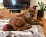 Un Cairn Terrier allongé sur une couverture