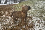 Un Cairn Terrier tenu en laisse sur un terrain herbeux