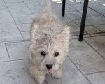 Un Cairn Terrier marchant sur un sol carrelé