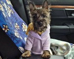 Un Cairn Terrier assis dans un véhicule