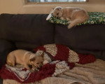 Deux Cairn Terrier allongés sur un canapé