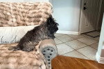 Un Cairn Terrier sur un canapé