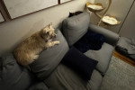Un Cairn Terrier sur un canapé