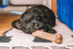 Un Cairn Terrier allongé sur un tapis