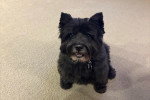 Un Cairn Terrier assis sur une moquette et portant un collier autour du cou