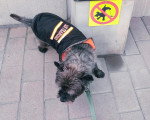 Un Cairn Terrier tenu en laisse sur un sol pavé