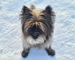 Un Cairn Terrier assis sur un sol enneigée