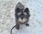 Un Cairn Terrier tenu en laisse sur un sol enneigée