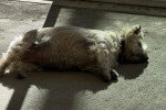 Un Cairn Terrier allongé sur une moquette