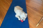 Un Cairn Terrier allongé sur un tapis