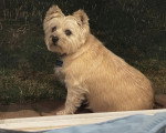 Un Cairn Terrier assis sur et portant un collier autour du cou