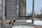 Un Cairn Terrier devant l'entrée d'une maison