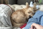 Un Cairn Terrier allongé sur un canapé et semblant dormir