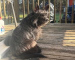 Un Cairn Terrier assis sur un plancher en bois