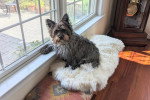 Un Cairn Terrier assis sur un canapé devant une fenêtre