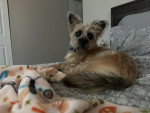 Un Cairn Terrier allongé sur un lit