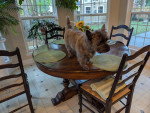 Un Cairn Terrier sur une table