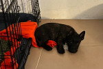 Un Cairn Terrier allongé près d'une cage