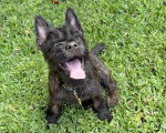 Photo Cairn Terrier Femelle