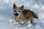 Un Cairn Terrier assis sur une surface enneigée