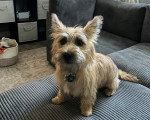 Un Cairn Terrier assis sur un canapé et portant un collier autour du cou