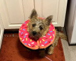 Un Cairn Terrier assis sur un tapis