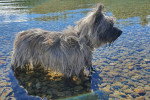 Un Cairn Terrier dans l'eau et portant un collier autour du cou