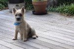 Un Cairn Terrier sur un parquet et portant un foulard autour du cou