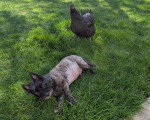 Un Cairn Terrier allongé ans l'herbe près d'un coq