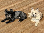 Deux Cairn Terrier allongés sur un plancher en bois
