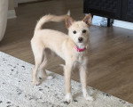 Un Cairn Terrier sur un tapis